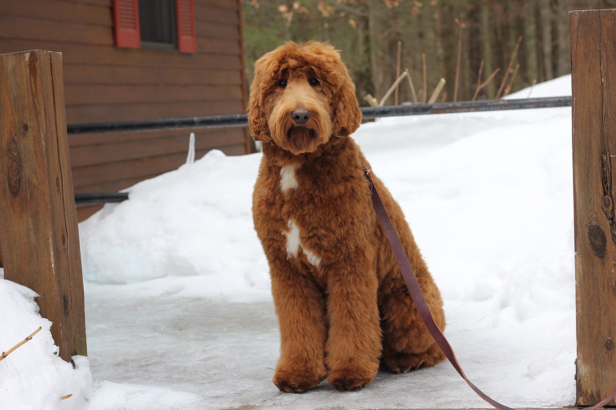 Red Labradoodle