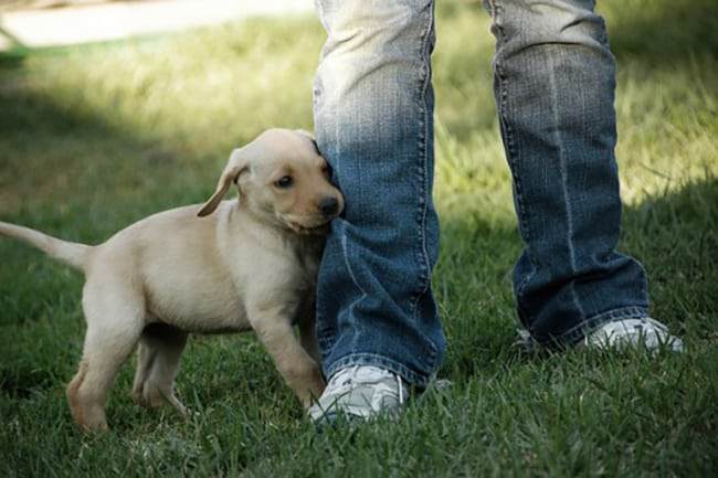 Retriever Bite Inhibition