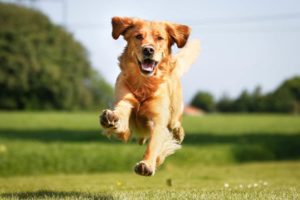 Read more about the article Easy Retriever Training Tips