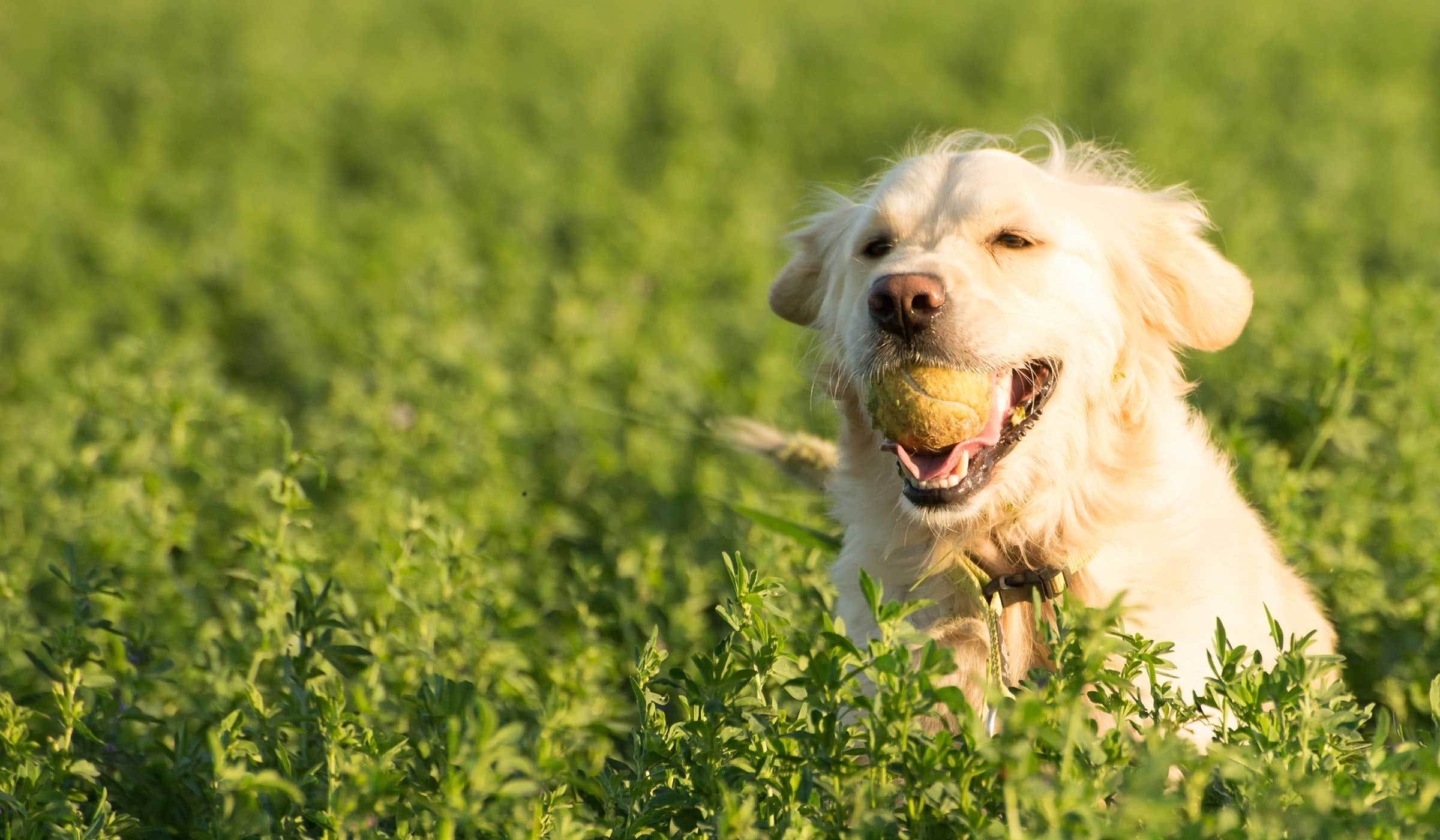 You are currently viewing How to Teach a Retriever to Retrieve