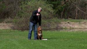 Read more about the article Teaching a Retriever to Sit on Whistle