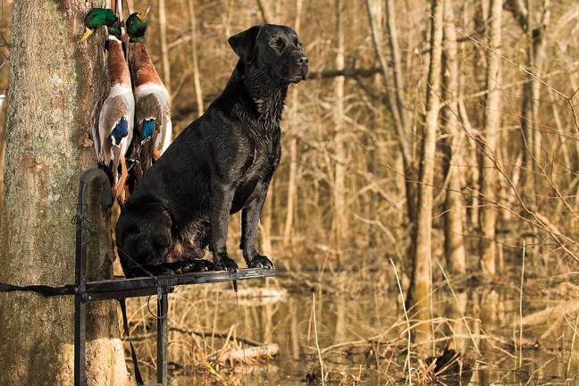Retrievers on hunting stands