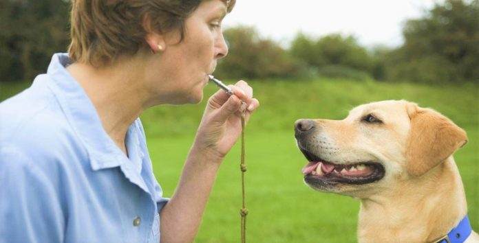 Reward Dog on Whistle