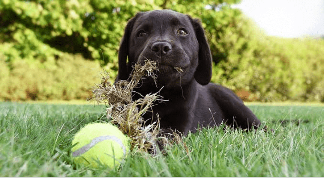 Read more about the article Why is Your Labrador Eating Grass?