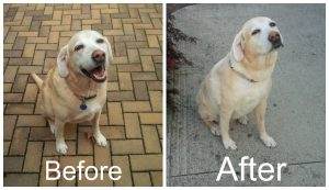Shave Your Labrador in the Summer