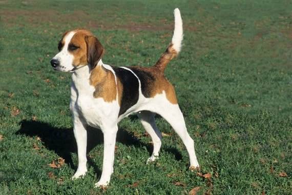 Shed Hunting American Foxhound
