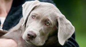 Read more about the article Ultimate Guide to Silver Labs (Cost, Temperament & Life Expectancy)