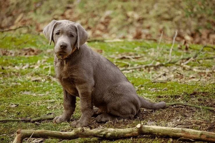 Silver Labs