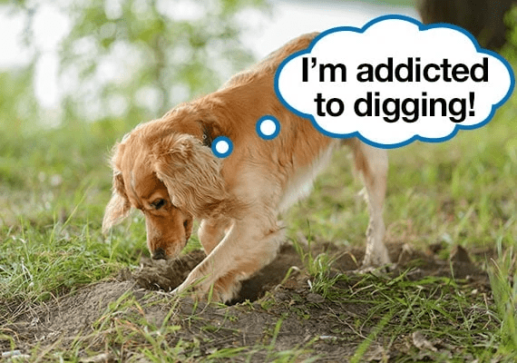 Solve this Dog Digging problem