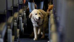 Southwest Airlines Dog Policies