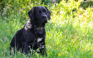 Read more about the article Springer Spaniel and a Labrador Retriever Mix – Springador