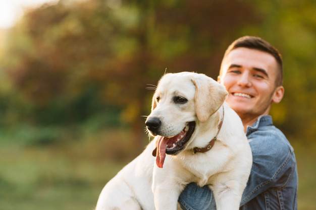 Squeeze Training Labrador