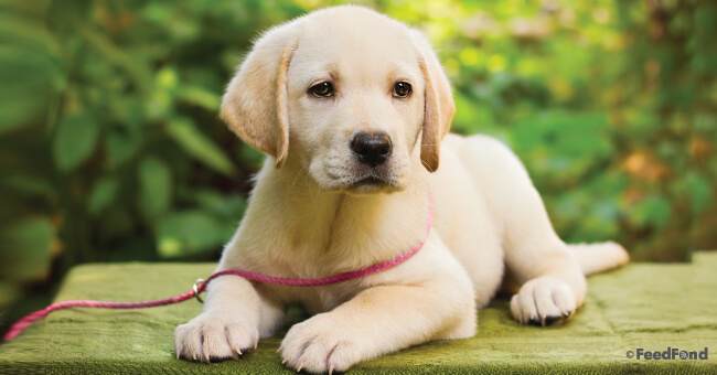 Start Training Labrador Puppy