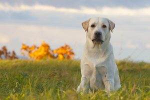 Read more about the article Best Glucosamine for Dogs