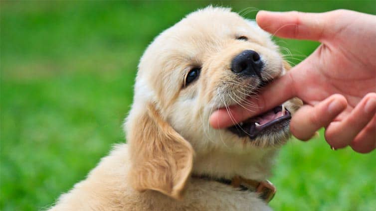 Stop Retriever Puppy Biting