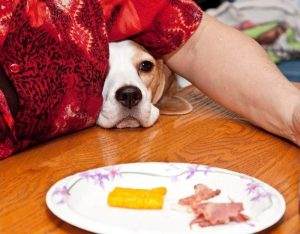 Read more about the article How to Stop Your Dog From Begging and Barking?