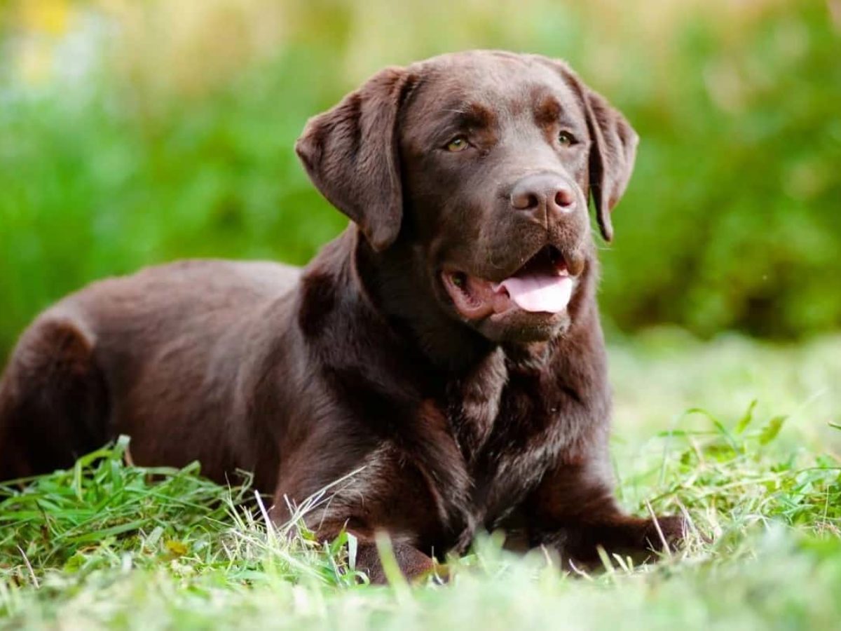 How To Stop A Labrador From Shedding