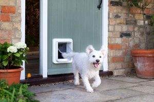 Read more about the article 6 Best Electric Dog Doors for Home