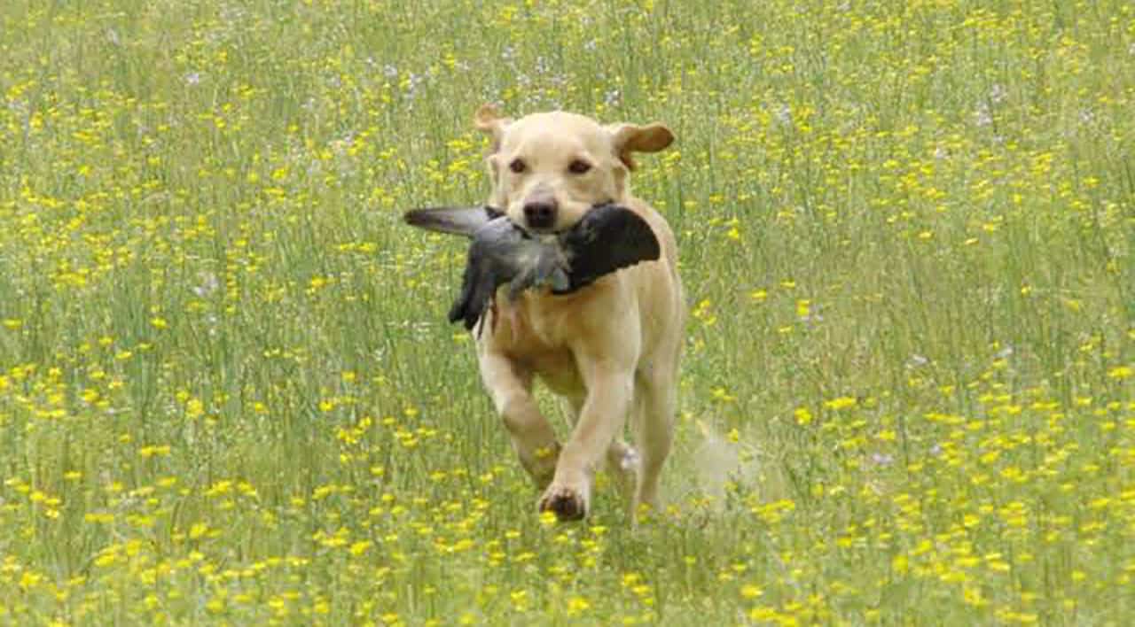 Read more about the article How to Teach Retrievers to Quarter a Field?