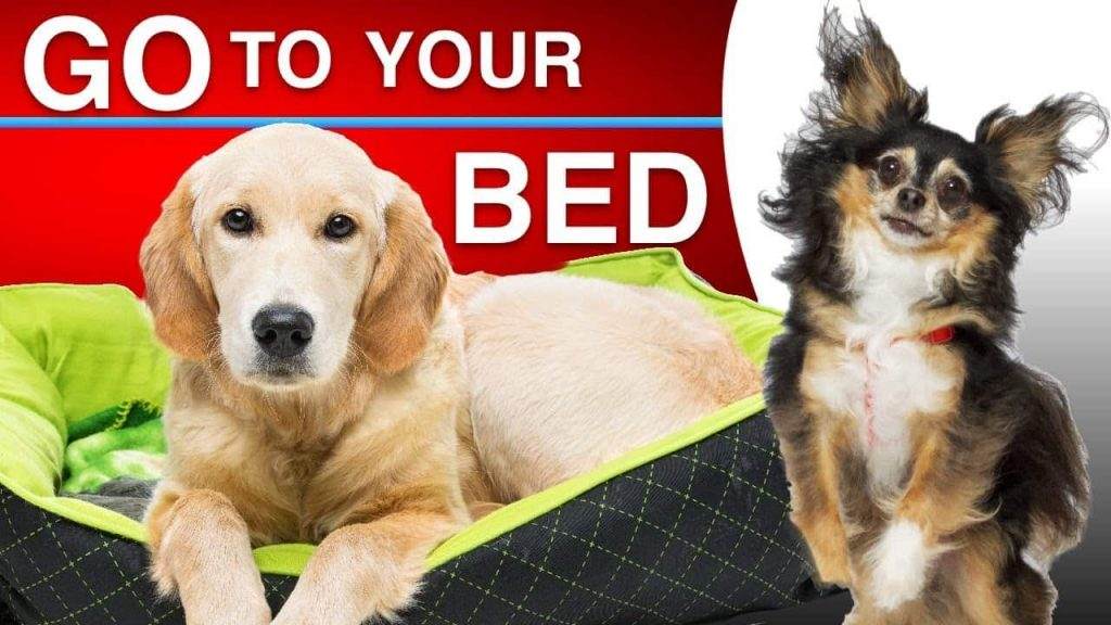 Teach Your Dog To Go To Bed
