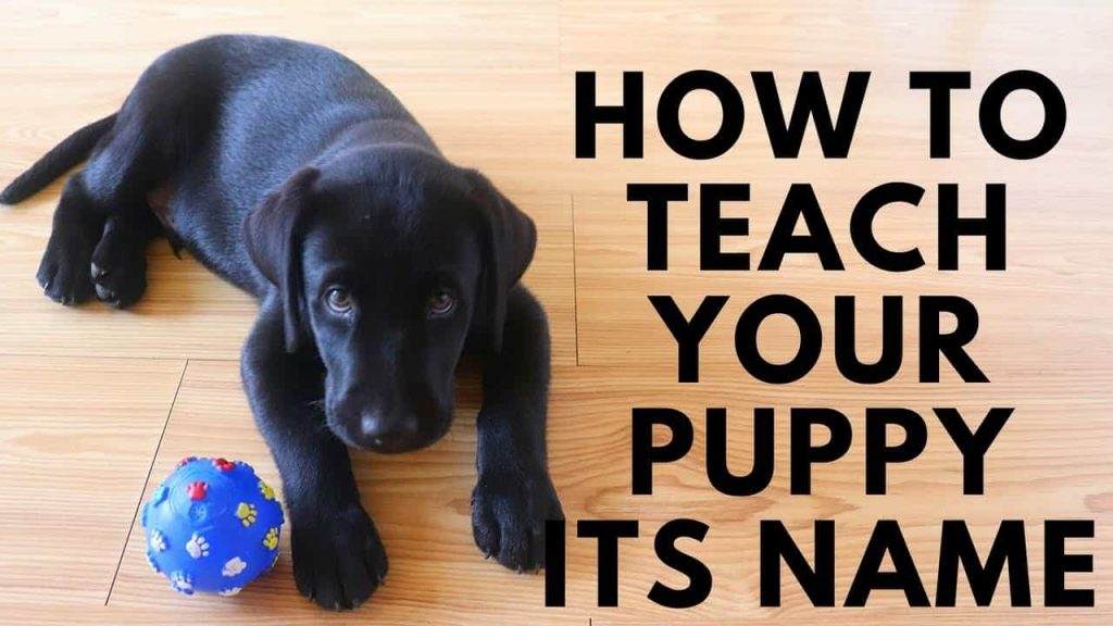 Teach Your Puppy Their Name