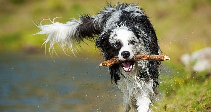 5+ Things to Avoid When Trying to Teach a Dog to Fetch