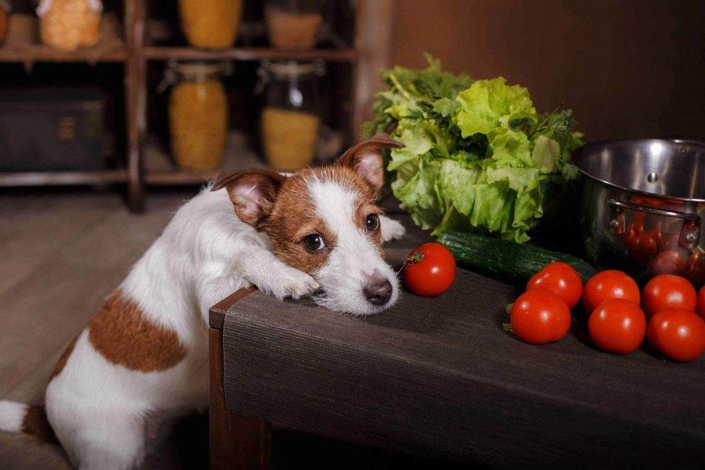 Tomatoes Dog