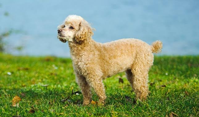 Toy Poodle 
