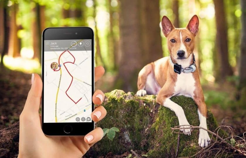 Track Your Puppy With Dog GPS