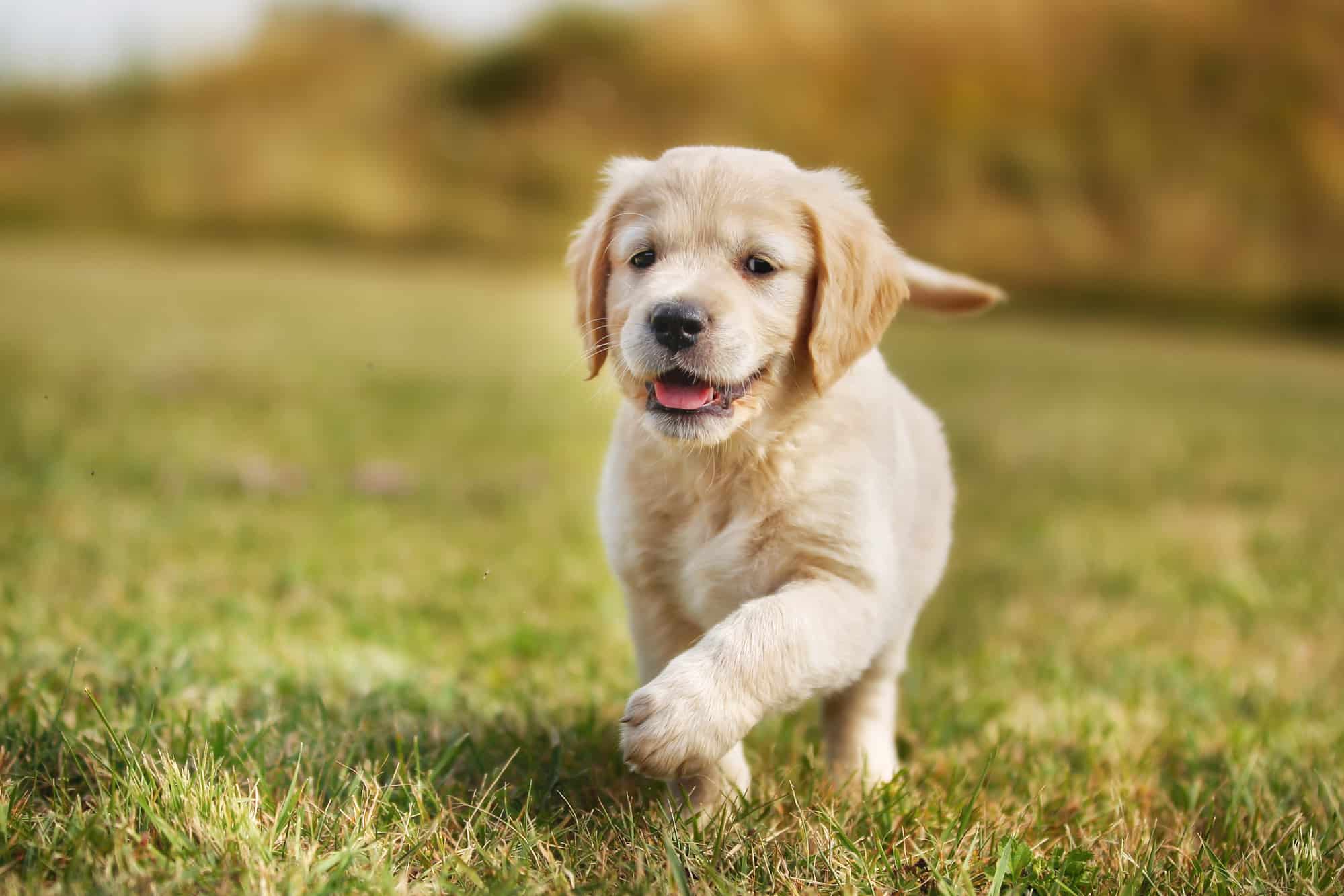 You are currently viewing How Long Does It Take To Train a Duck Dog?