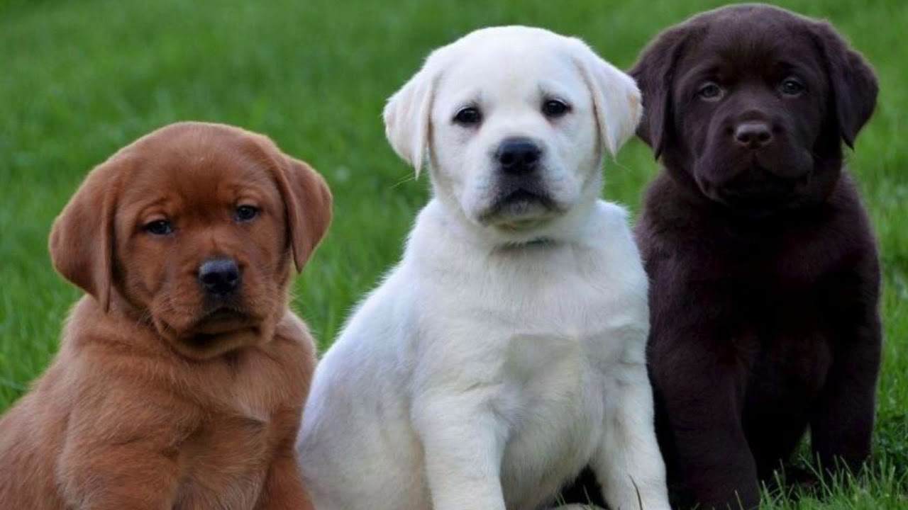 Training a Labrador Puppy