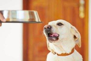 Read more about the article How to Train Your Dog to Wait Before Eating? – Pro Tips