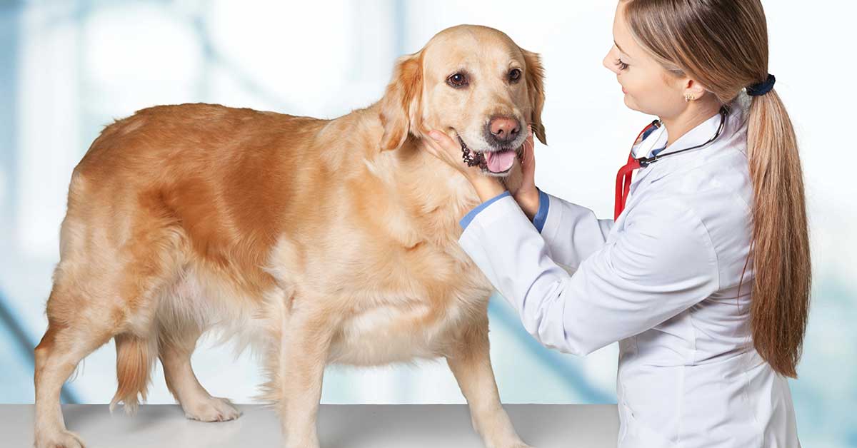 Read more about the article 10 Warning Signs of Cancer in Dogs That You Should Look Out For