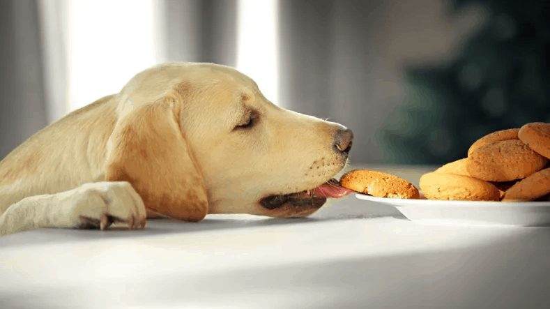 What Foods Can Labradors Not Eat