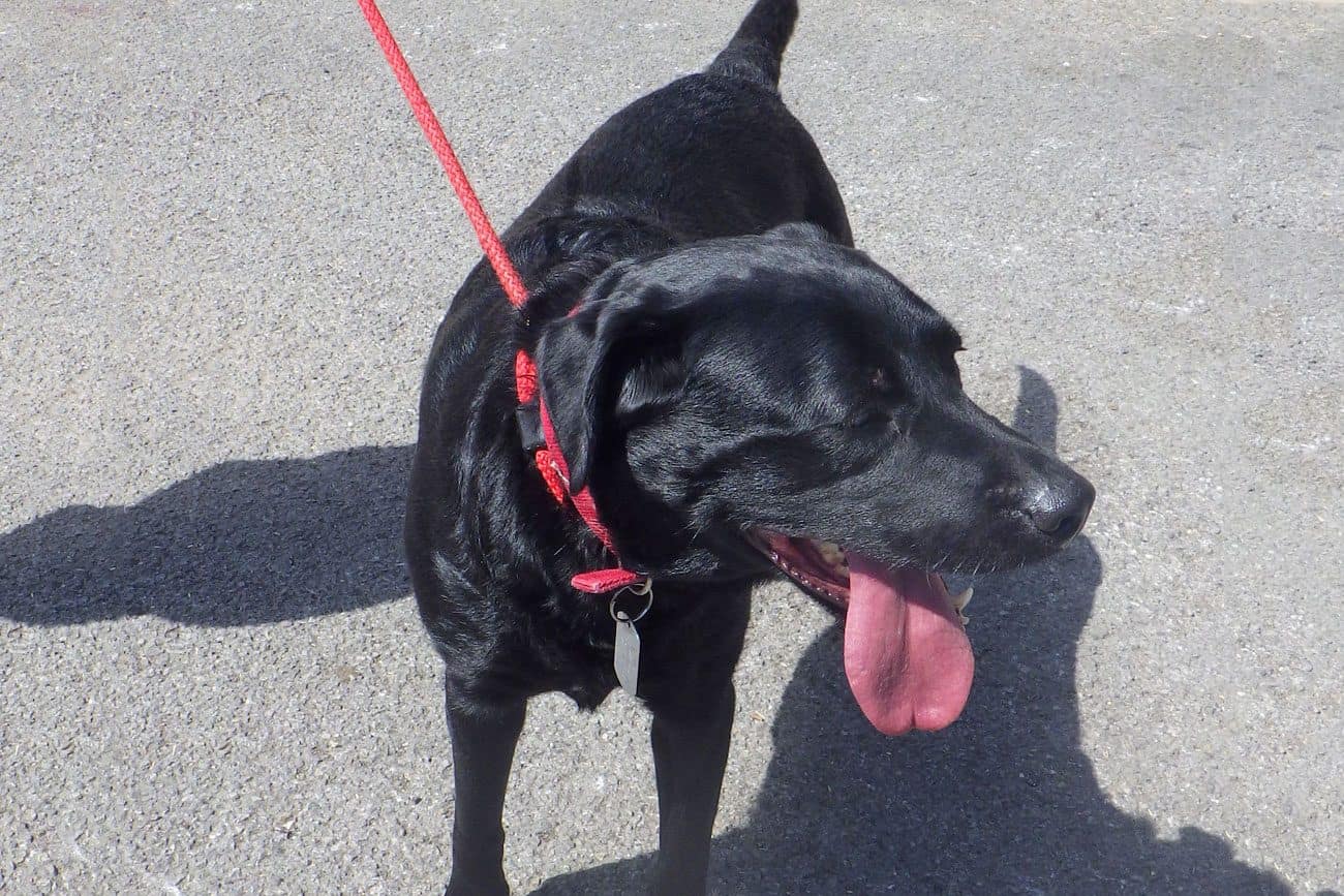 can labrador live in hot weather