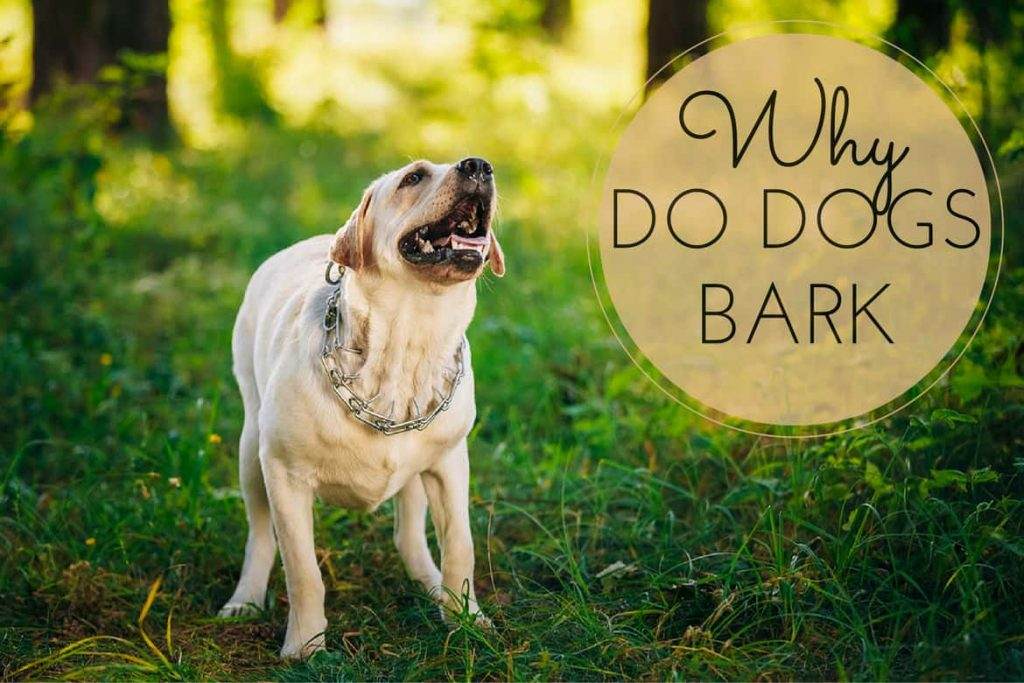 Why Dogs Bark