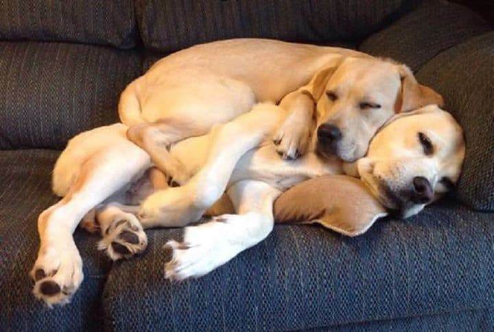 Why do Labradors Like to Cuddle