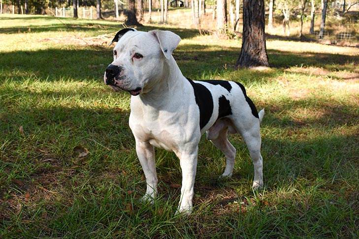 american bulldog