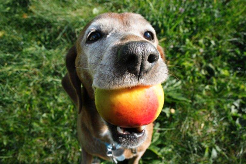 can dogs eat mangoes 810x541 1