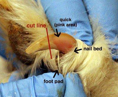 clipping dogs nails