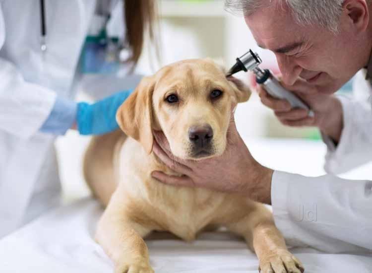 default veterinary doctors 6