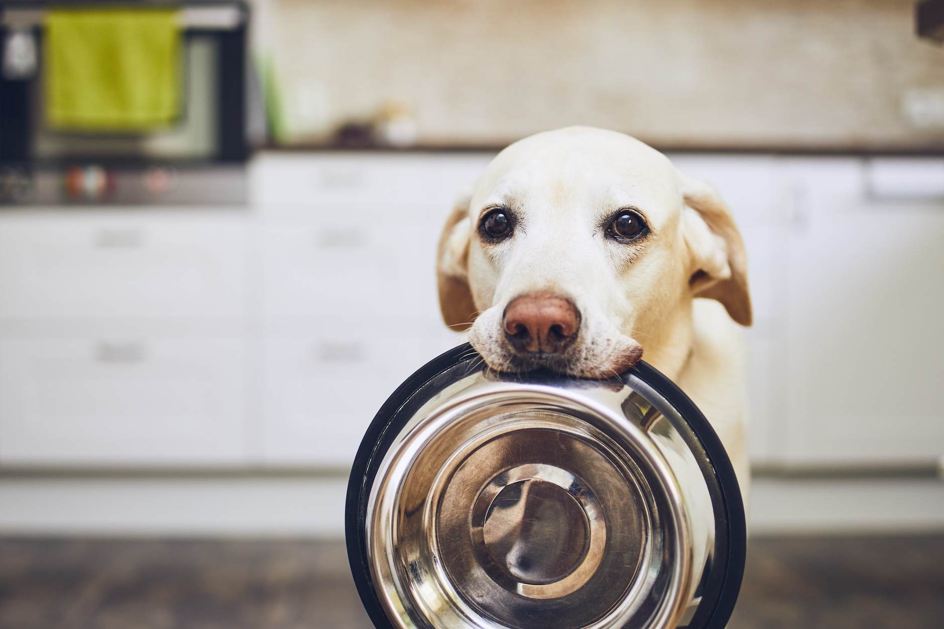 Read more about the article Best Dog Food For Sensitive Skin