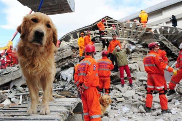 dogs in earthquakes