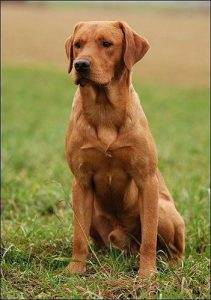 Read more about the article A Guide to the Fox Red Labrador Retriever