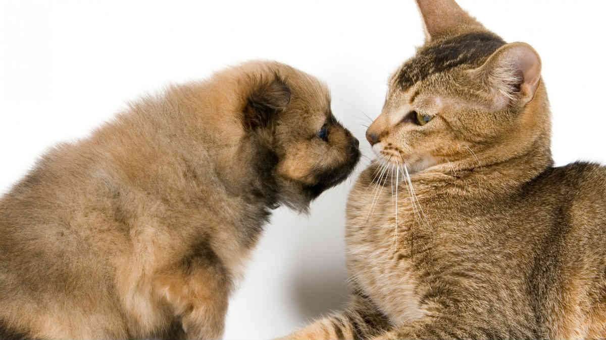 How Do I Introduce a Puppy to a Cat