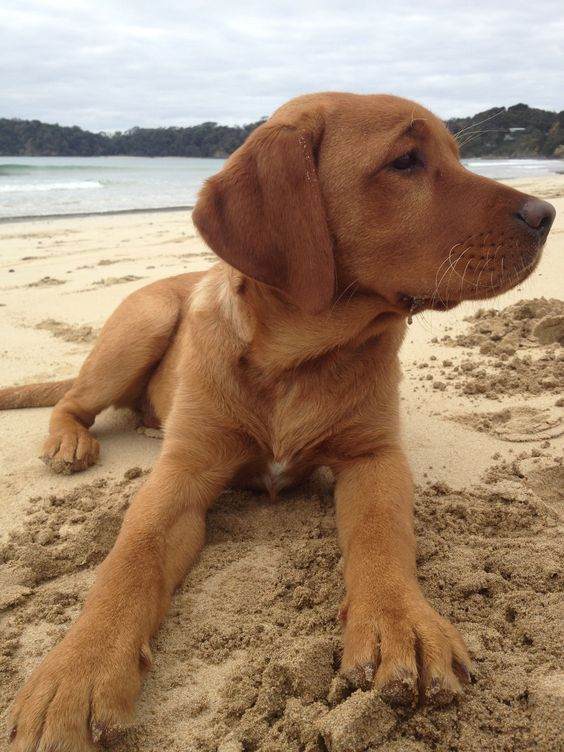 fox red labrador puppies 2