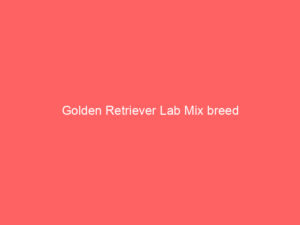 Read more about the article Golden Retriever Lab Mix breed