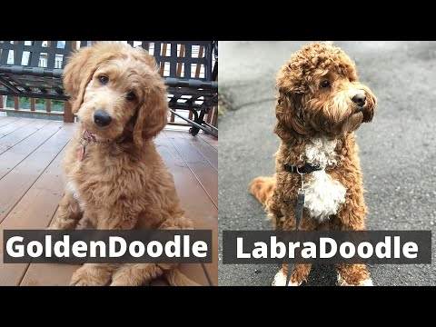 goldendoodle and lbradoodle size