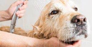 Read more about the article How to Groom Labrador (Step by Step)