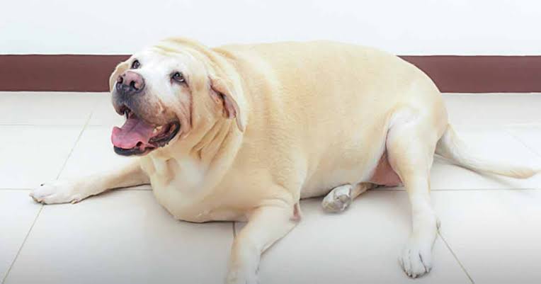 help Labradors lose weight